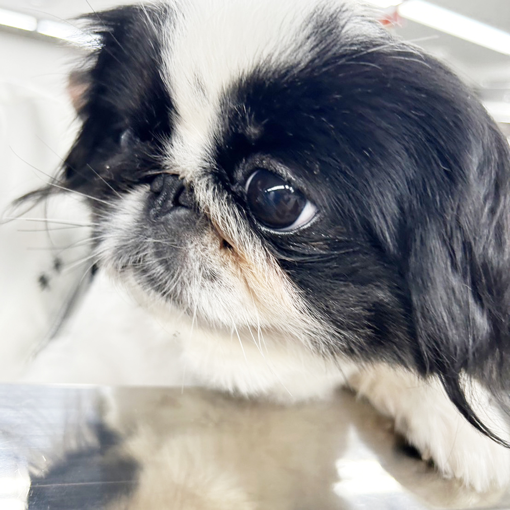 ☆生徒が撮影したモデル犬☆①